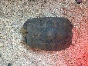 Korytnačka Ostrohatá (Centrochelys sulcata) - 3