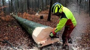 Hľadáme celú partiu ťažbárov do rubnej/obnovej ťažby - 3