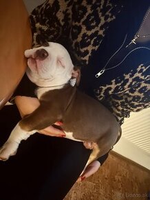 american bully pocket - 3