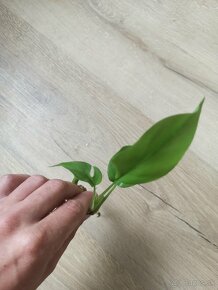 Monstera Minima - 3