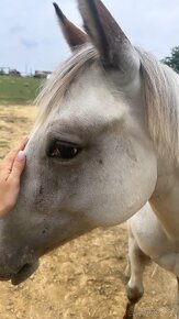 Ročná Appaloosa kobylka - 3