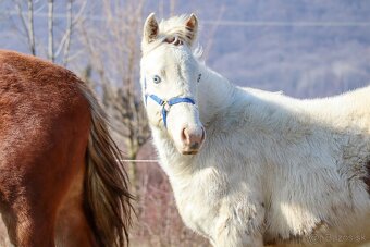 Aph žrebček,  paint horse - 3