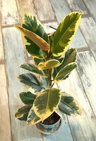Ficus elastica tineke - 3