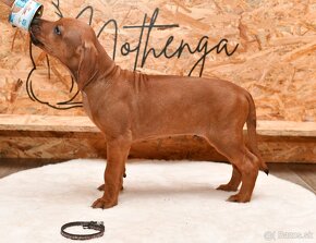 Rhodesian Ridgeback s PP - 3