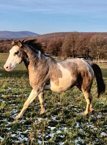 APH APHA PAINT HORSE ŽREBCE pripúšťanie - 3