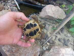 Korytnačka testudo hermanni - 3