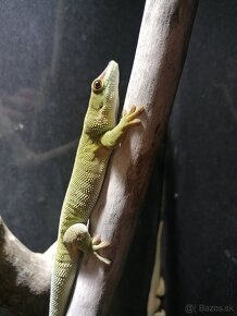 Phelsuma grandis - mladý pár - 3