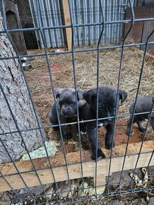 Cane Corso - 3