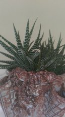 Sukulent - Haworthia fasciata - 3