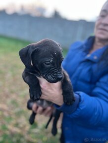 Americký bandog - 3