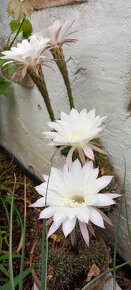 predám kaktus - echinopsis - 3