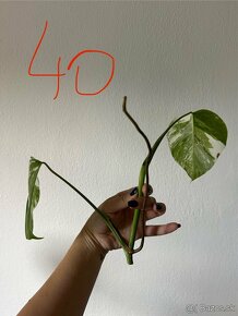 Monstera albo - 3