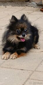 Pomeranian Fenky s PP  FCI ihneď k odberu - 3