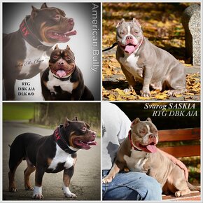 American bully Pocket s PP - 3