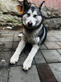 Sibirsky husky - 3