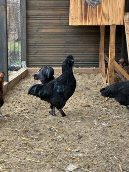 kohút , ayam cemani x hodvabnicka - 3