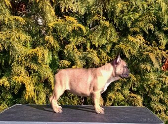 Francúzsky buldoček s PP/French bulldog - 3