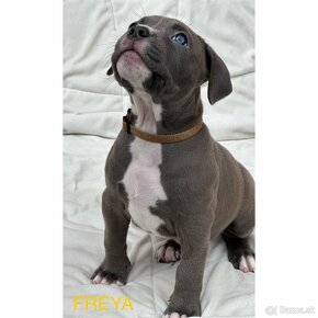 American Bully XL/XXl s PP - 3