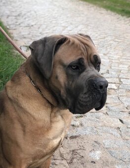 Šteniatka Cane Corso - 3