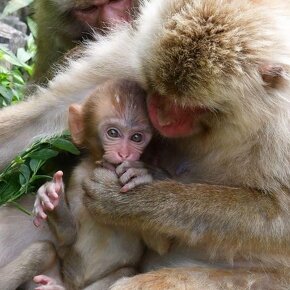 Kapucínska opica na adopciu - 3