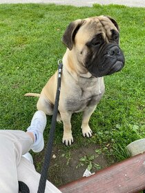 Bullmastiff na krytie - 3