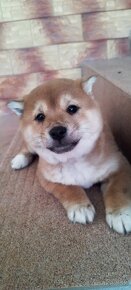 Shiba inu - 3