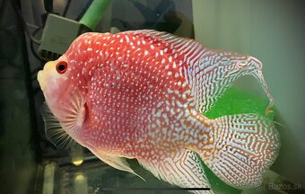 Flowerhorn samce predám - 3