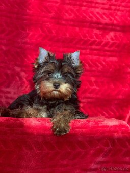 Yorkshire terrier, york - 3