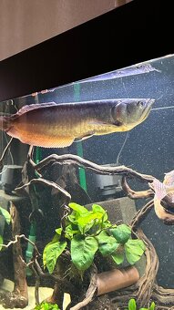 Arowana - 3