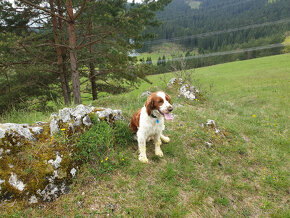 welsh springer španiel pes na krytie - 3