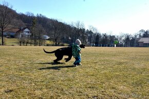 Cane Corso štěňátka s FCI PP - přátelská cena - 3