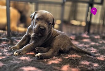 Šteniatka Cane Corso s PP - 3