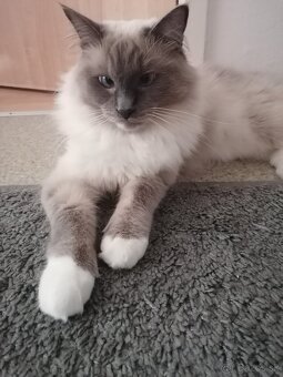 Ragdoll mačka - 3