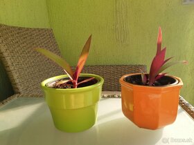 Tradescantia spathacea - Moses in the cradle - 3