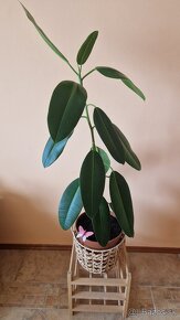 Ficus Elastica longifolia / Fikus / Gumovník L - 3