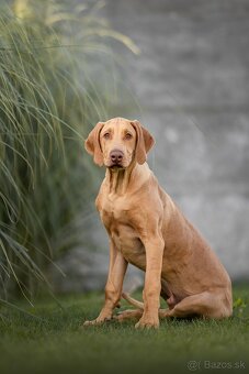 Rhodesian Ridgeback s PP k odberu - 3