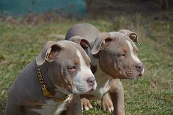 American bully ABKC standard - 3