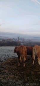 Plemenny Býk Limousin - Spišská Nová Ves 