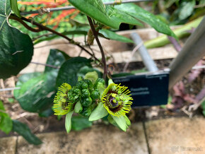 Passiflora sexocellata - 3