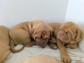 Bordeauxská doga, Dogue De Bordeaux - 3