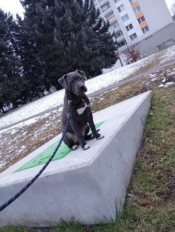 Americký Stafordširsky teriér (Amstaff) - 3