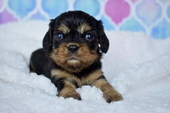 Cavalier King Charles Španiel s PP - 3