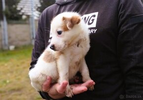 Darujem rozprávkové mini šteniatka nájdené v krabici - 3