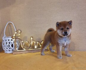 Shiba inu - 3