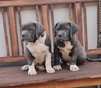 American Bully XL - 3