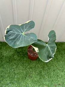 Alocasia Mickey Mouse - 3