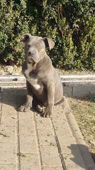 American bully - 3