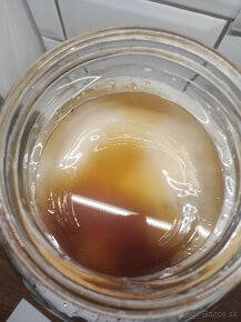 Kombucha - Scoby - Čajova huba - 3