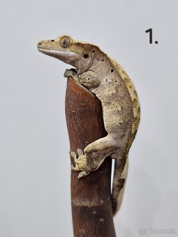 Pagekón riasnatý - Correlophus ciliatus - 3