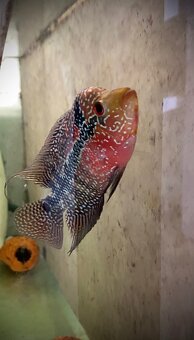 Flowerhorn samička Č. 2 - 3